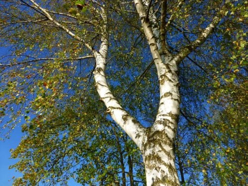 Common Pennsylvania Tree Identification and Cultural History Walk 3
