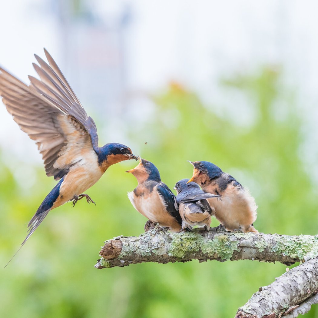 Friday Morning Birding 1