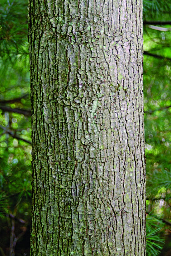 Common Pennsylvania Tree Identification and Cultural History Walk 1