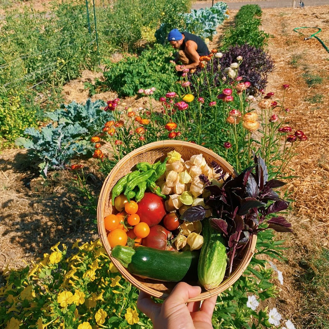 Solar Punk Farms 1