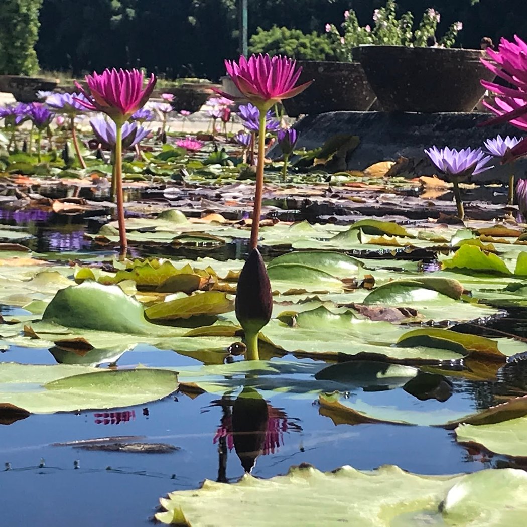 The Garden Of Lilies 3