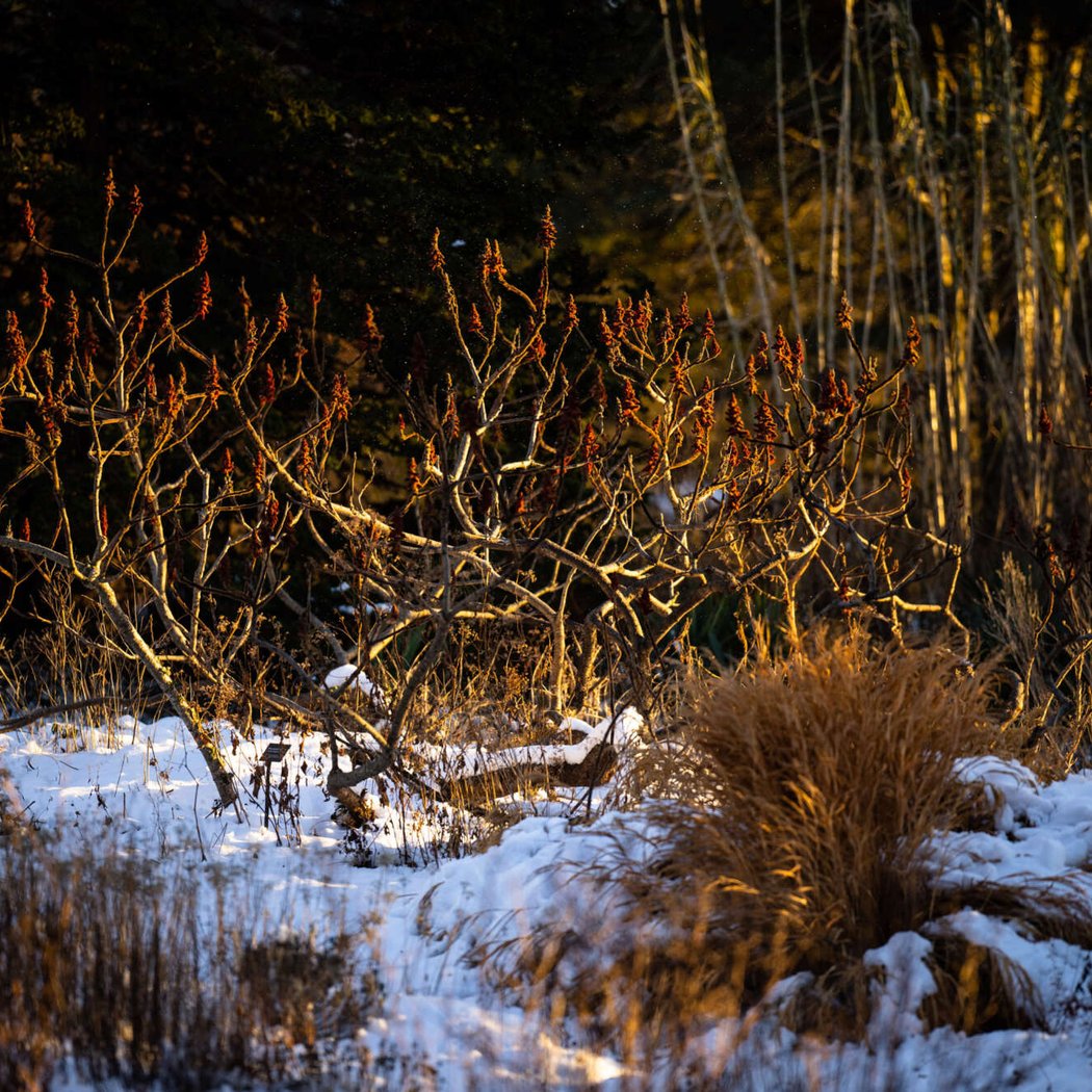 Winter Solstice Walk 1
