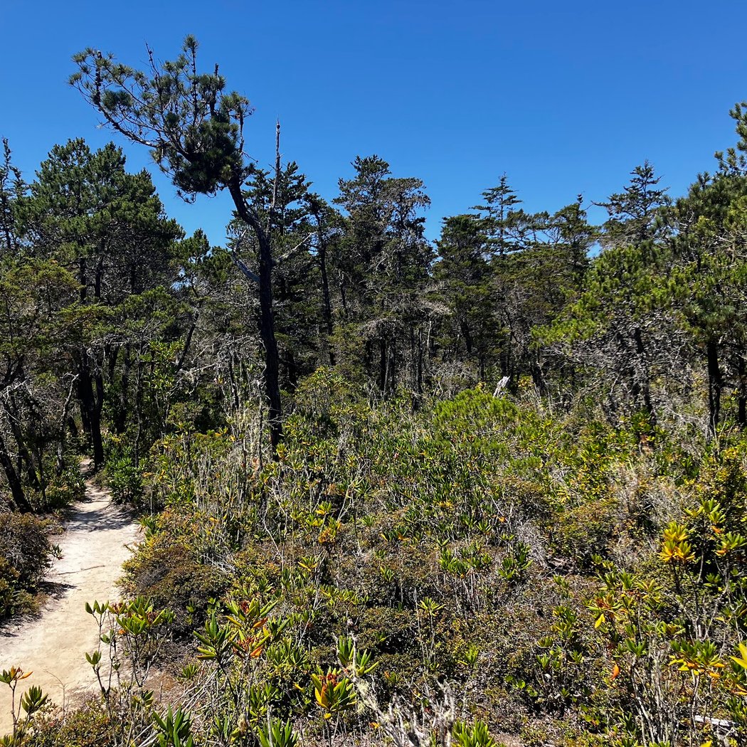 Pygmy Forest Discovery Trail 3