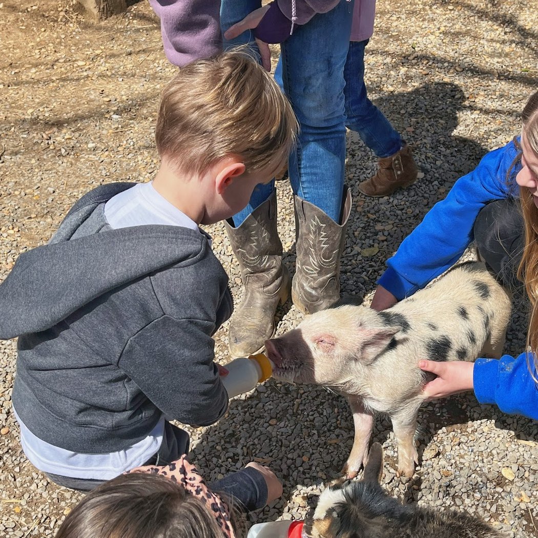 Tuscaloosa Barnyard 3