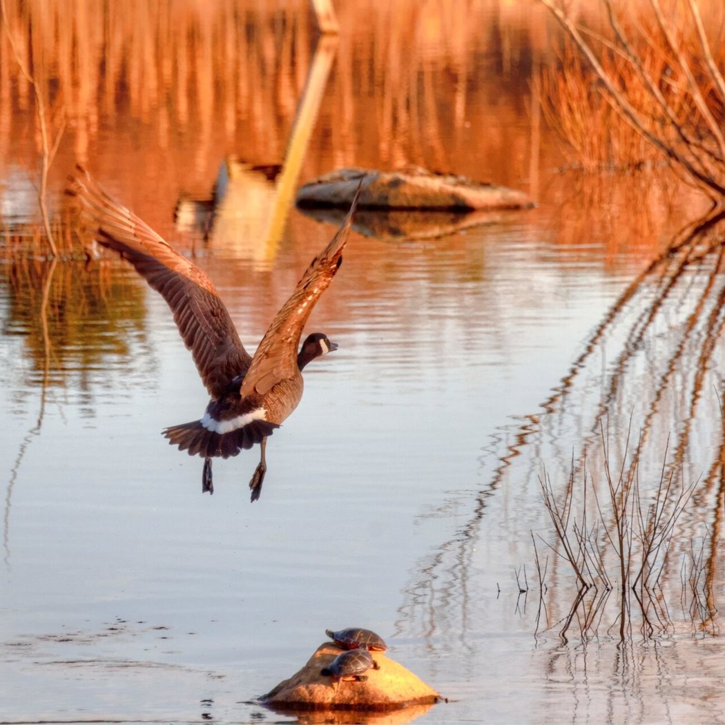 Friday Morning Birding 1
