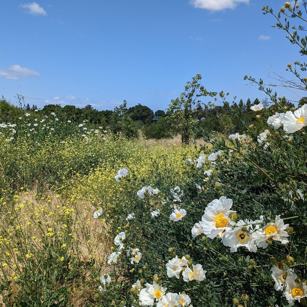 Sleeper Park 1