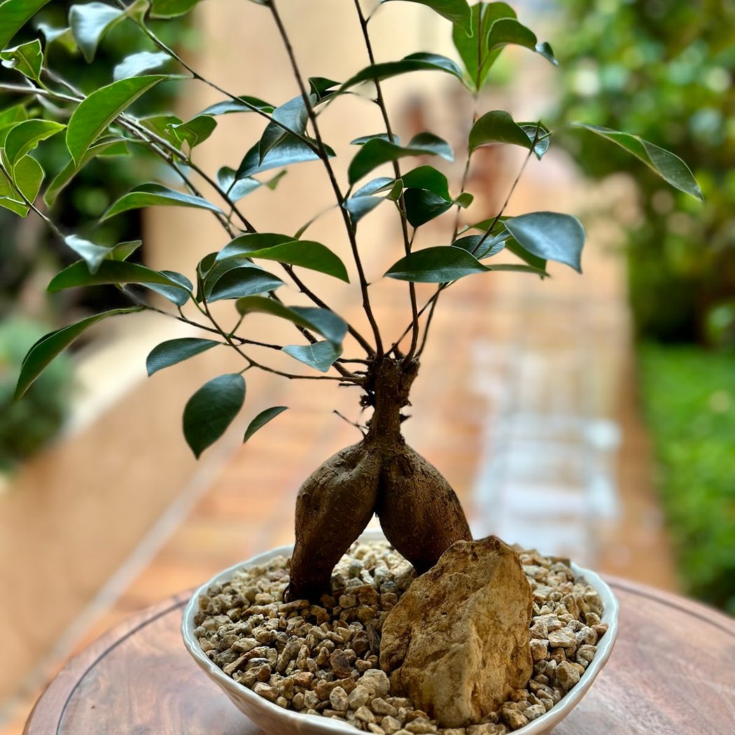 House of botanicals 1