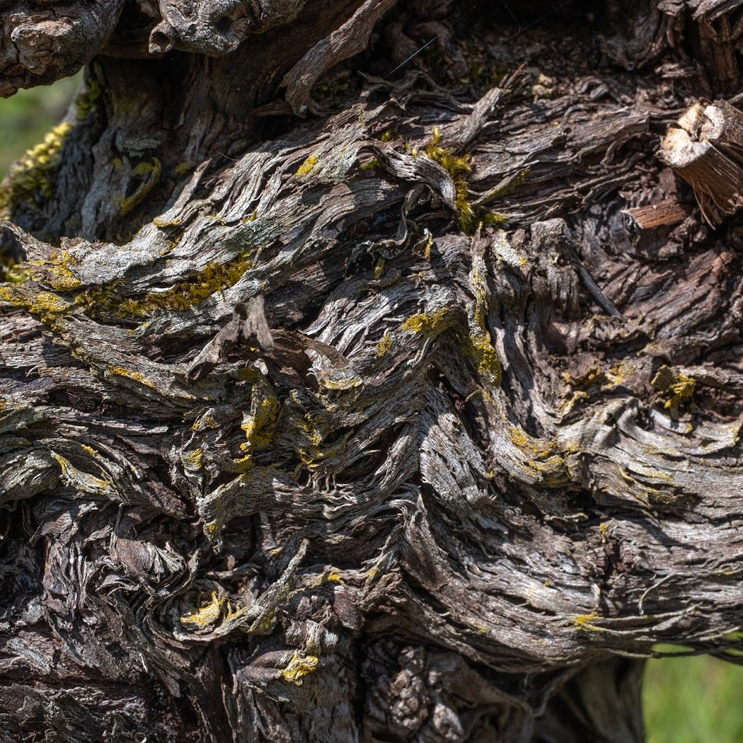 Domaine Clos de l'Epinay 3