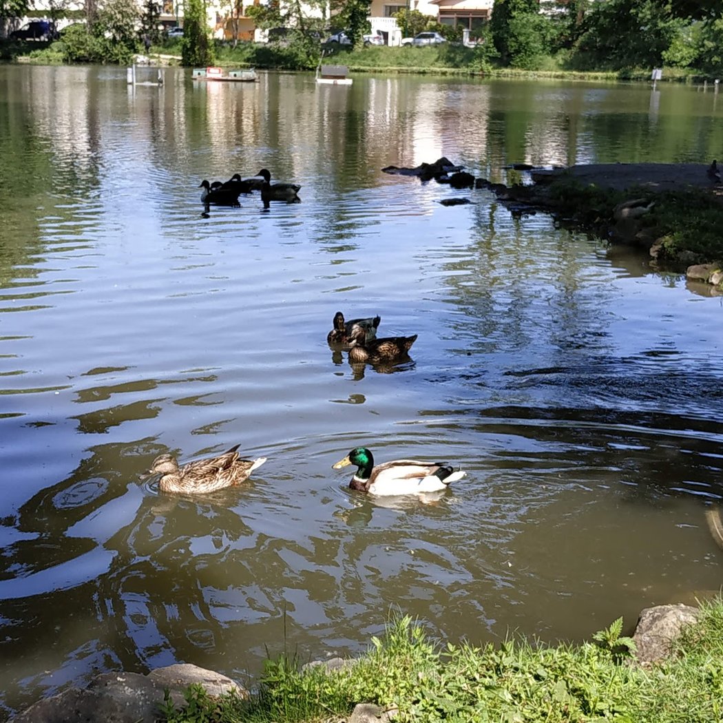 Parc du Lac de la Maison Blanche 4