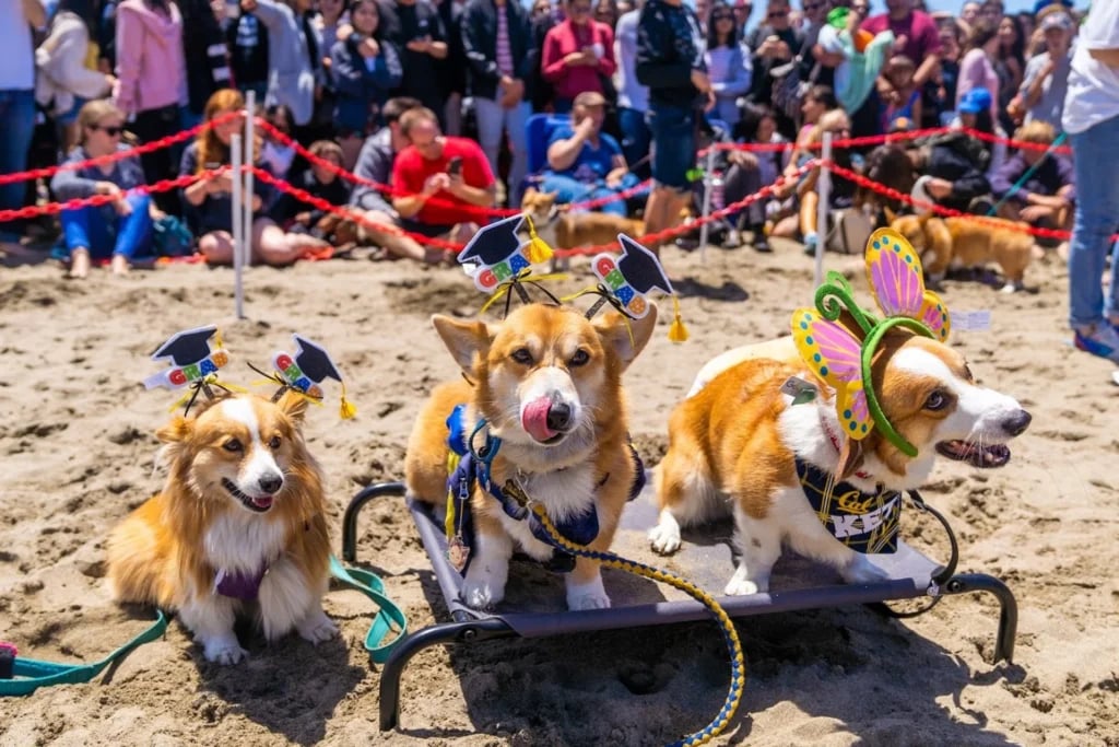 Corgi Con 1