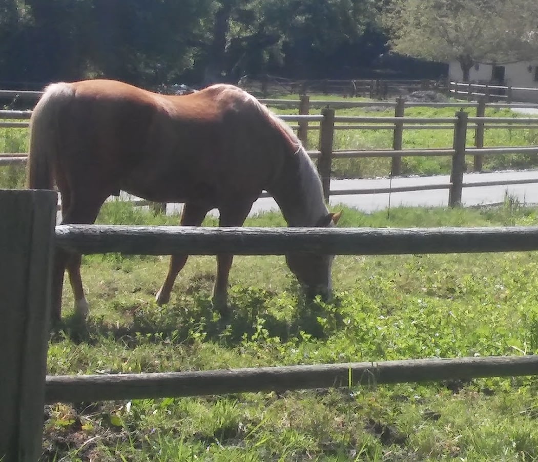 Seabiscuit Ranch Wines 1