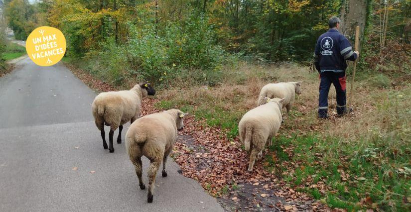 Balade insolite : suivez le berger et ses brebis 1