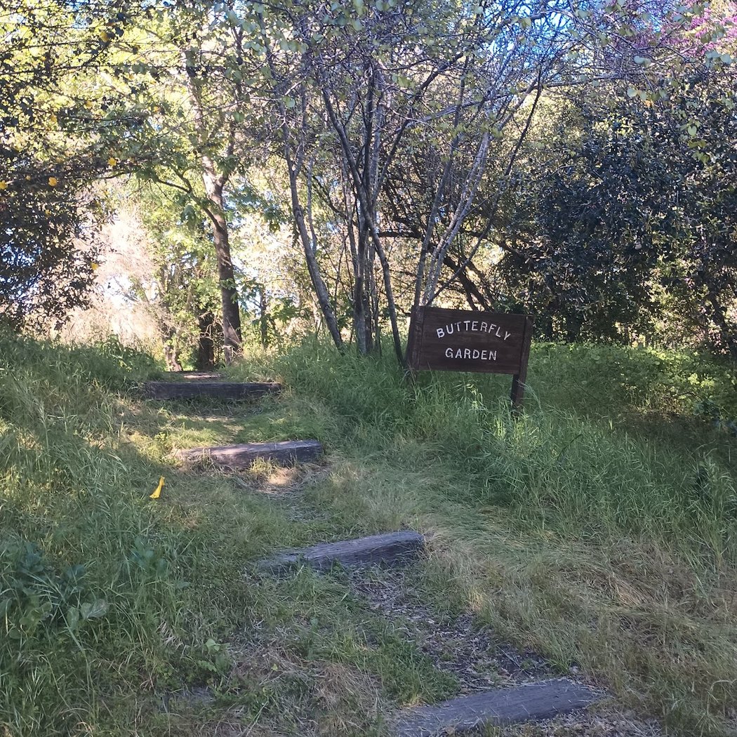 Sonoma State University Butterfly Garden 2