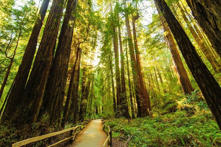 Muir Woods, Golden Gate Bridge + Sausalito with Optional Alcatraz 1