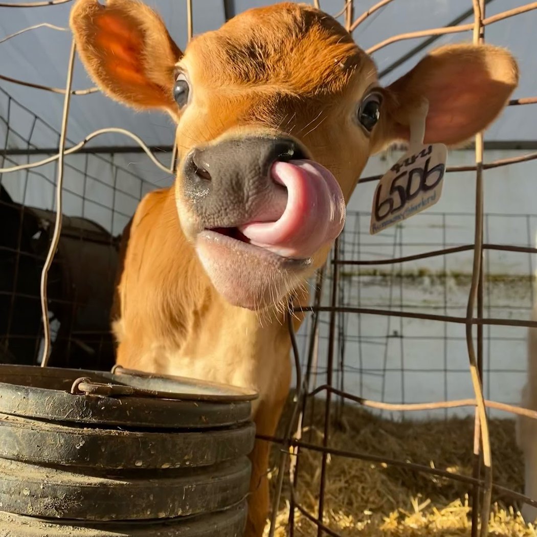 Maple Lane Farms 1
