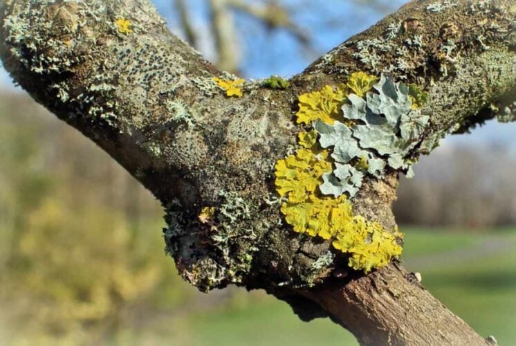 Love on the Rocks discovering lichens 1