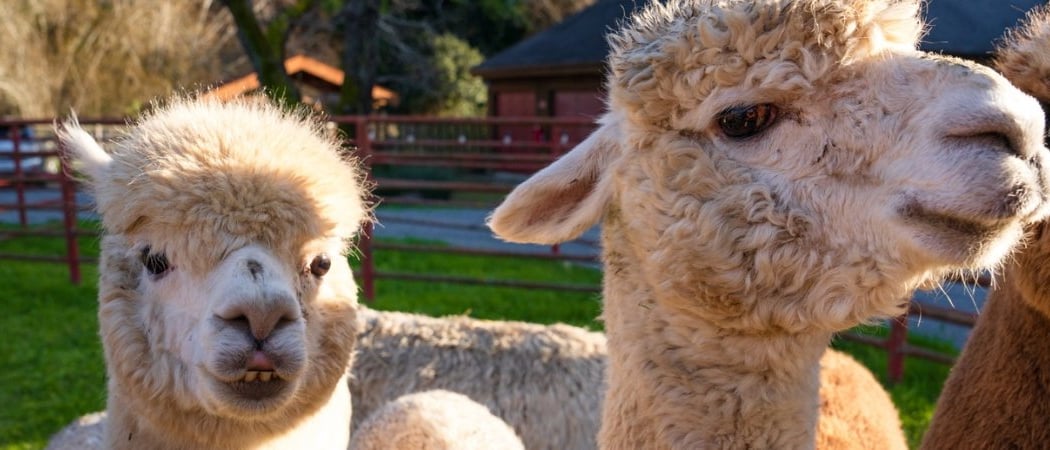 A Day on the Ranch 1