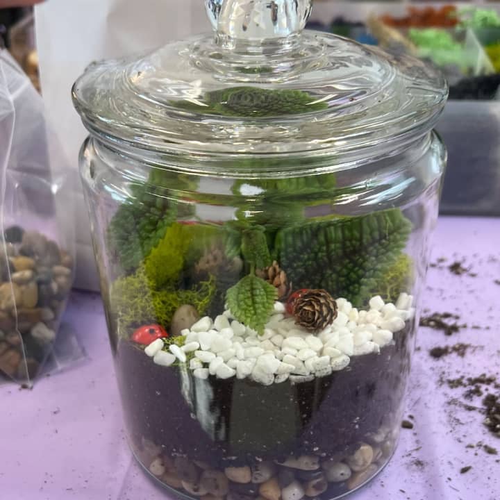 Closed Eco-System Terrarium Class 1