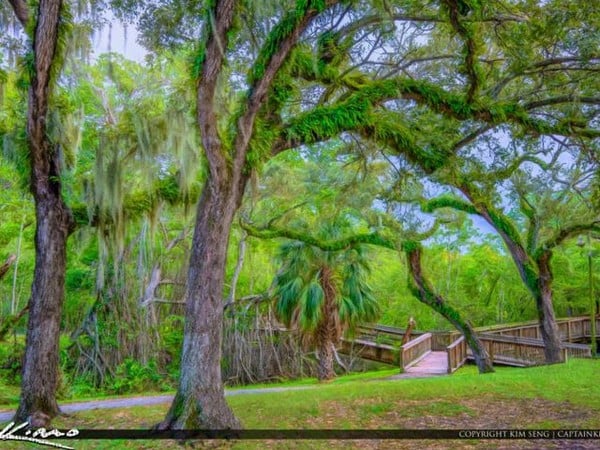 Enchanted Forest Elaine Gordon Park 1
