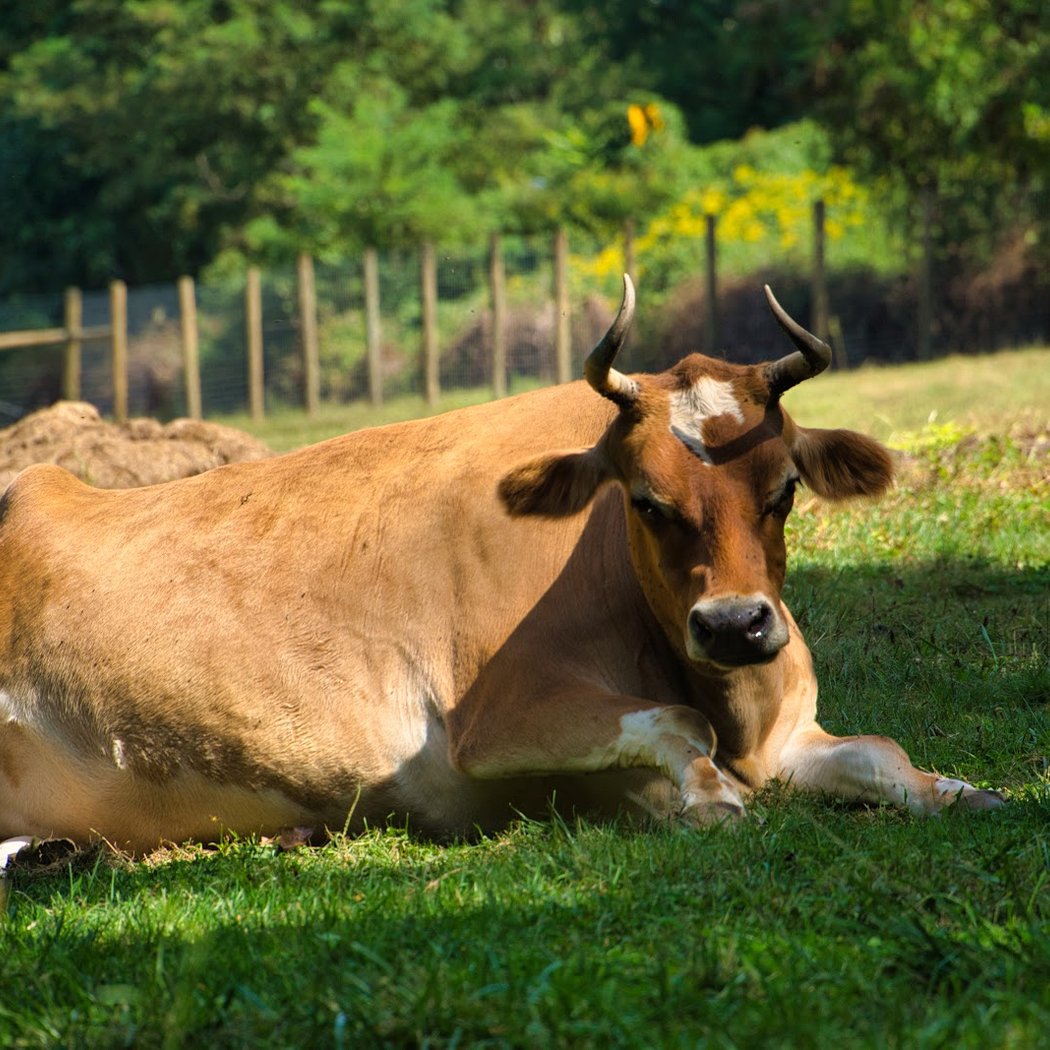 Fosterfields Living Historical Farm 1