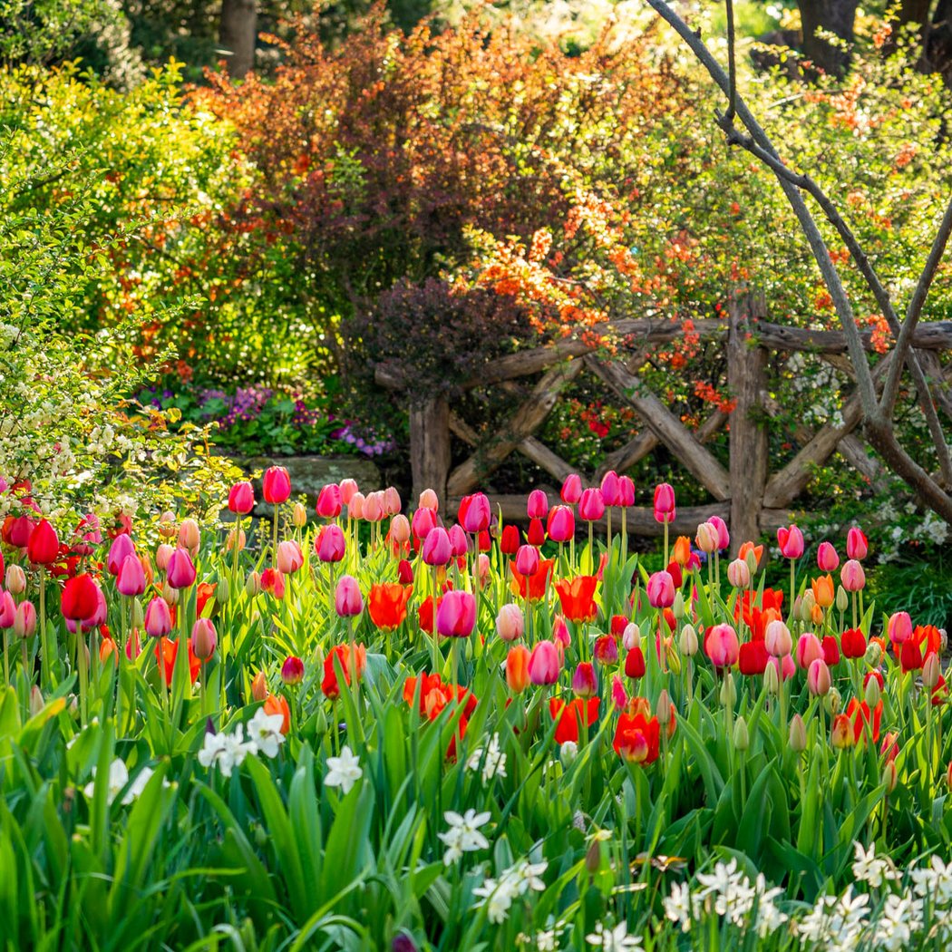 Shakespeare Garden 1