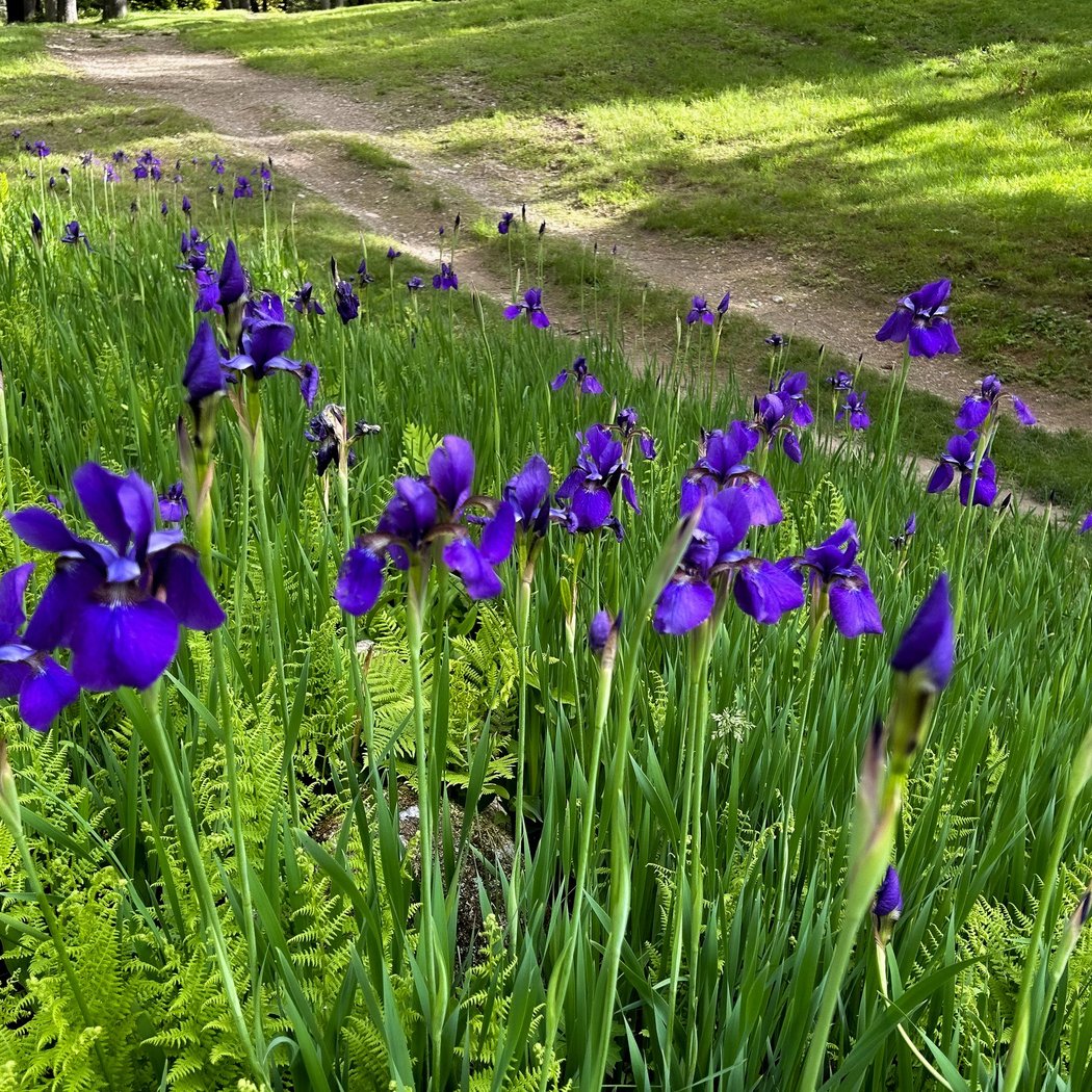 Creating and Maintaining a Perennial Garden 1