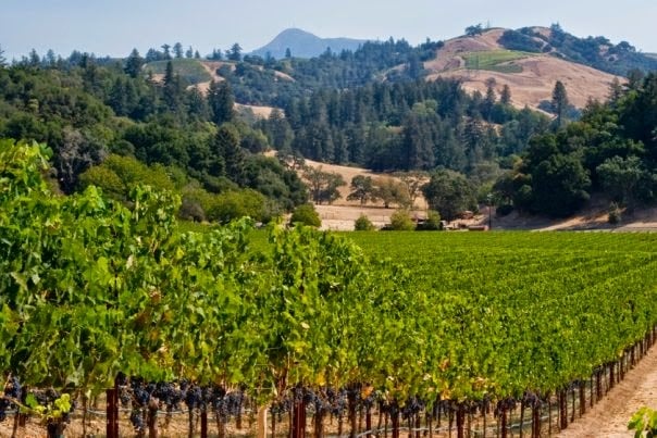 Verité Winery 2