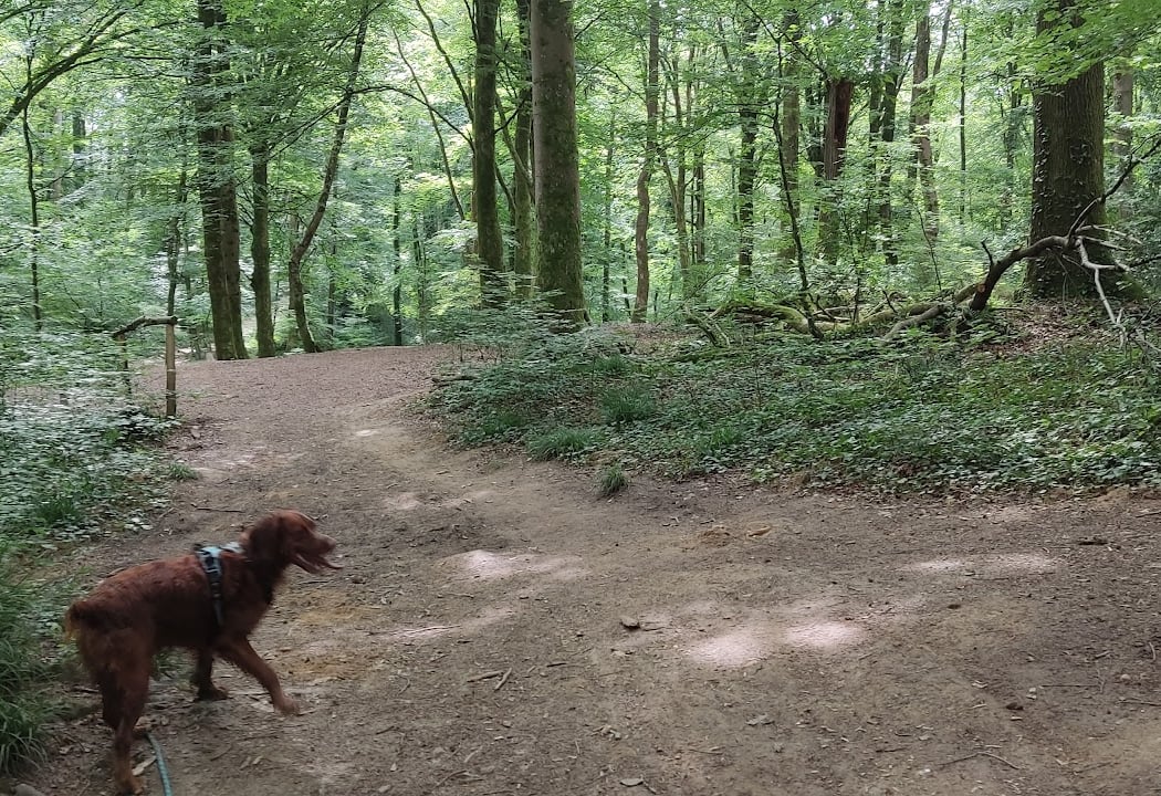 Fous La Montagne Woods 2