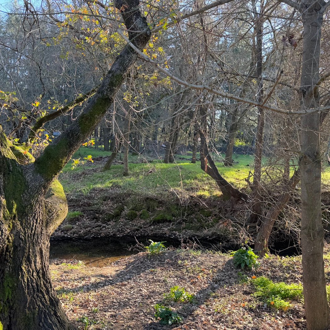 Nathanson Creek Park 1
