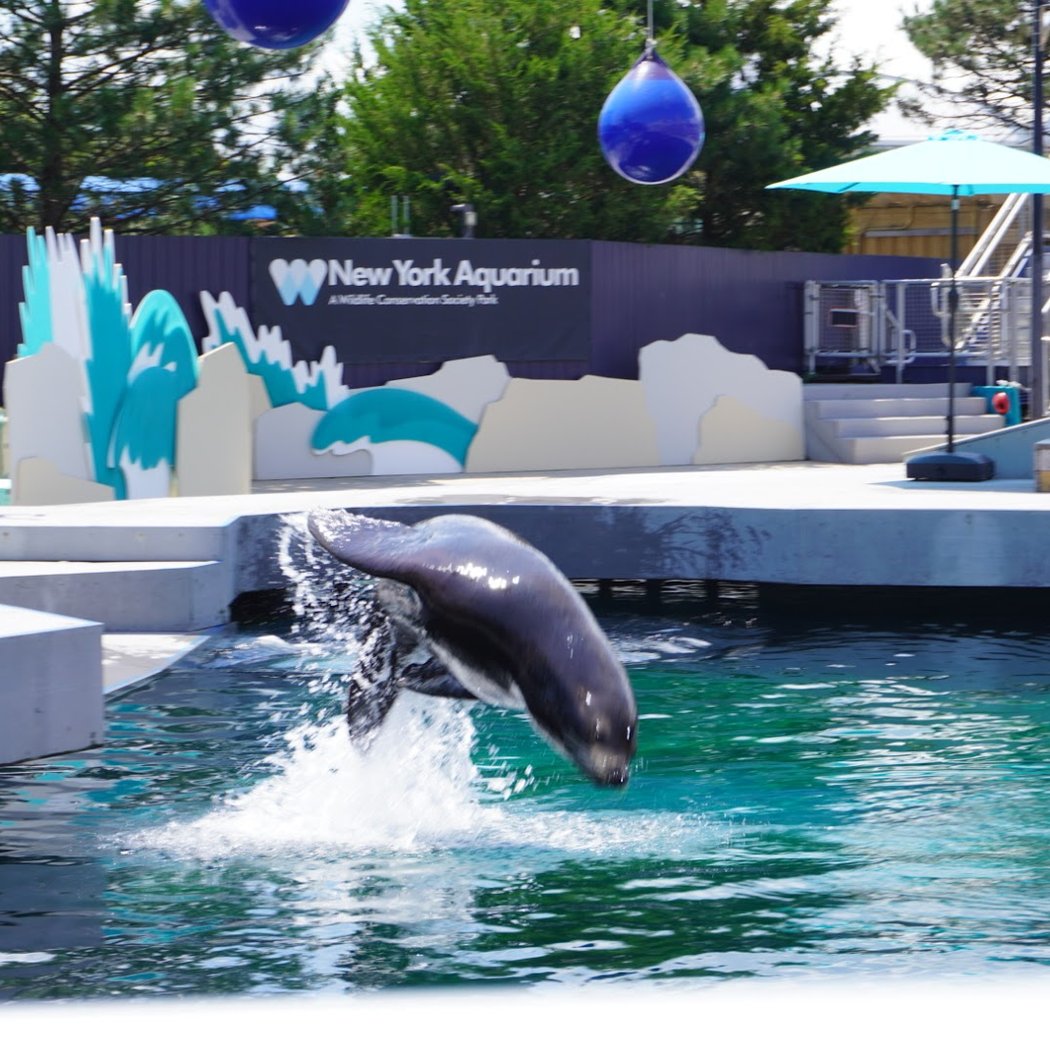 The New York Aquarium 1