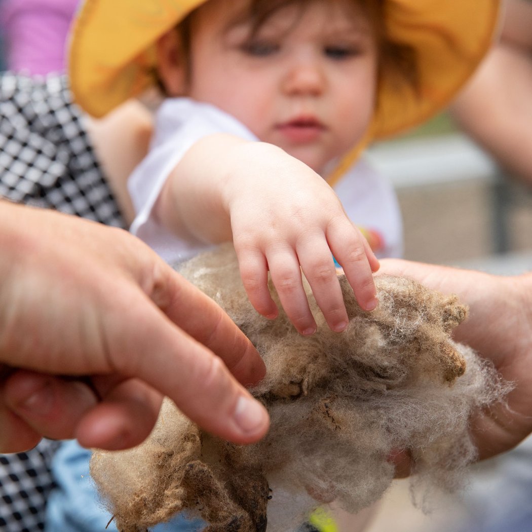 Sheep Shearing Festival 1