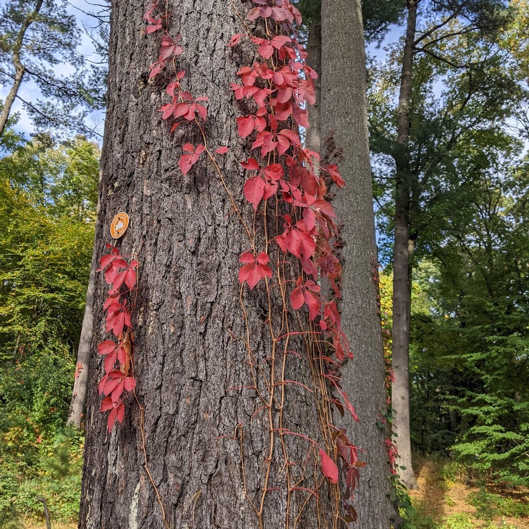 Halloween Walk 1