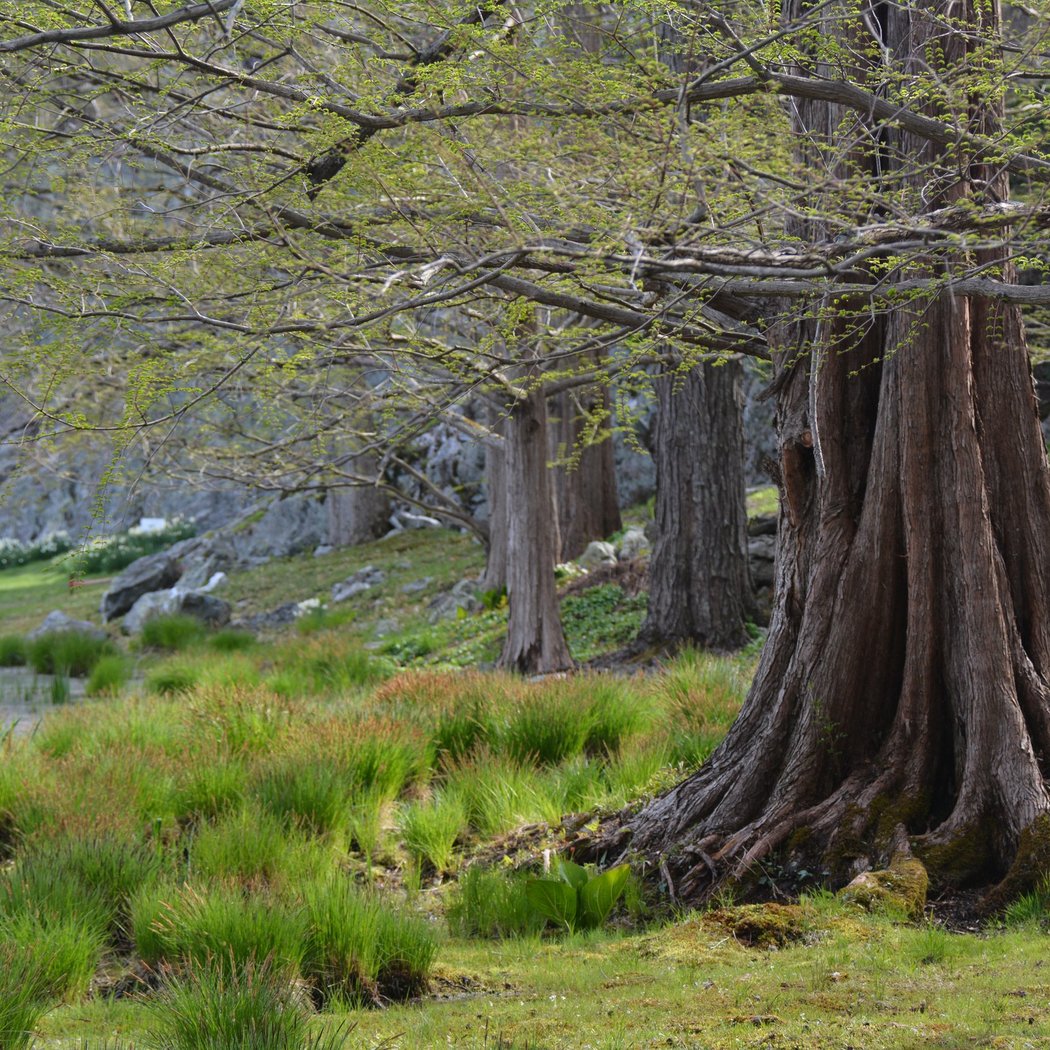 Looking at Nature: Great Trees of Innisfree 1