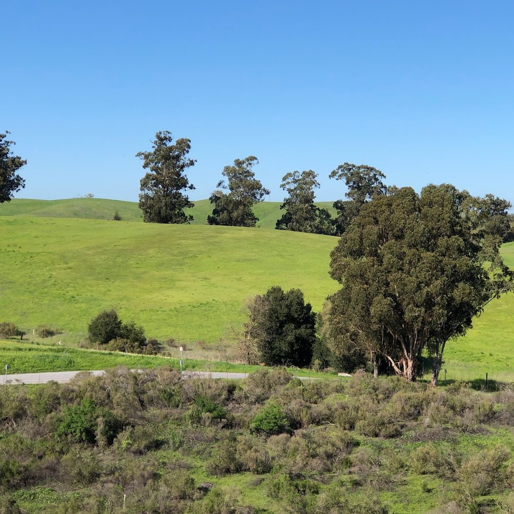 Restoration and Birding at Pearson-Arastradero Preserve 3