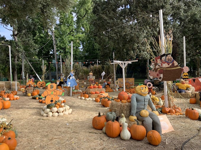 Shadelands Ranch Pumpkin Patch 3