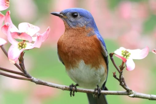 Spring Bluebird Festival 1