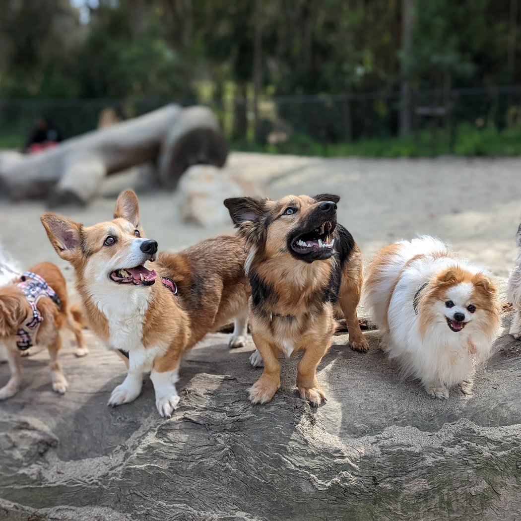 Golden Gate Park Dog Training Area 1