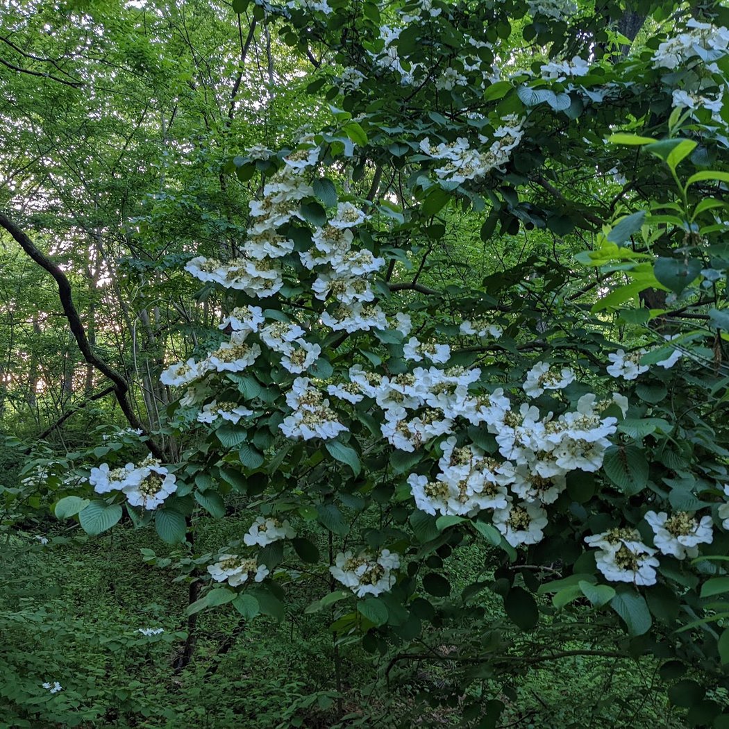 The Grove of Forest Park 3