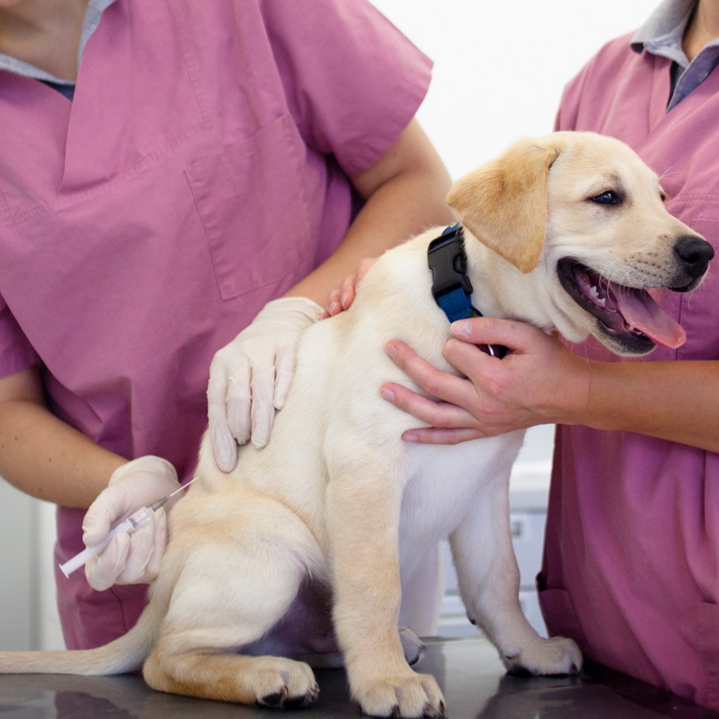 Rabies Clinic