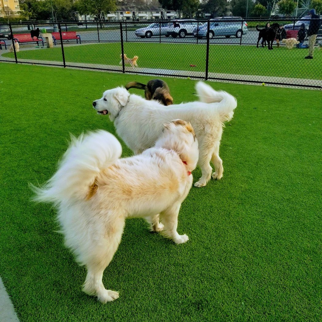Foster City Dog Park 1