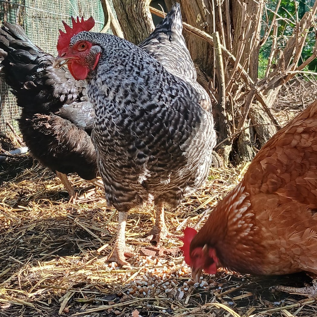 La Ferme de l’Ilot 3