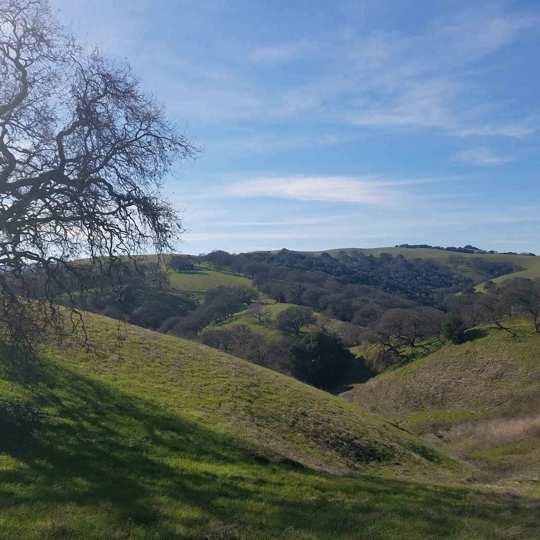 Ten Trees - Old Valley Oak 2