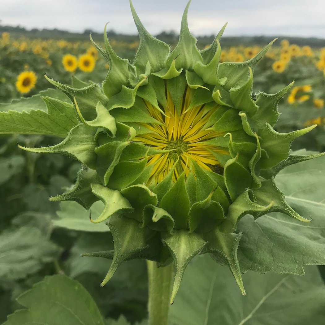 Sunflower Valley Farm 3