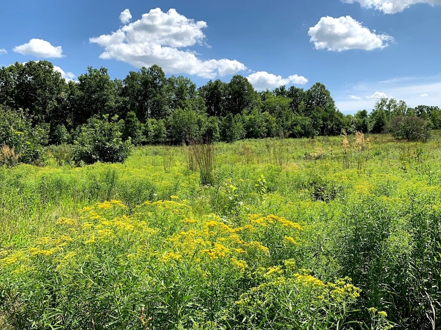 Greenview and Pioneer Woods Nature Area 3