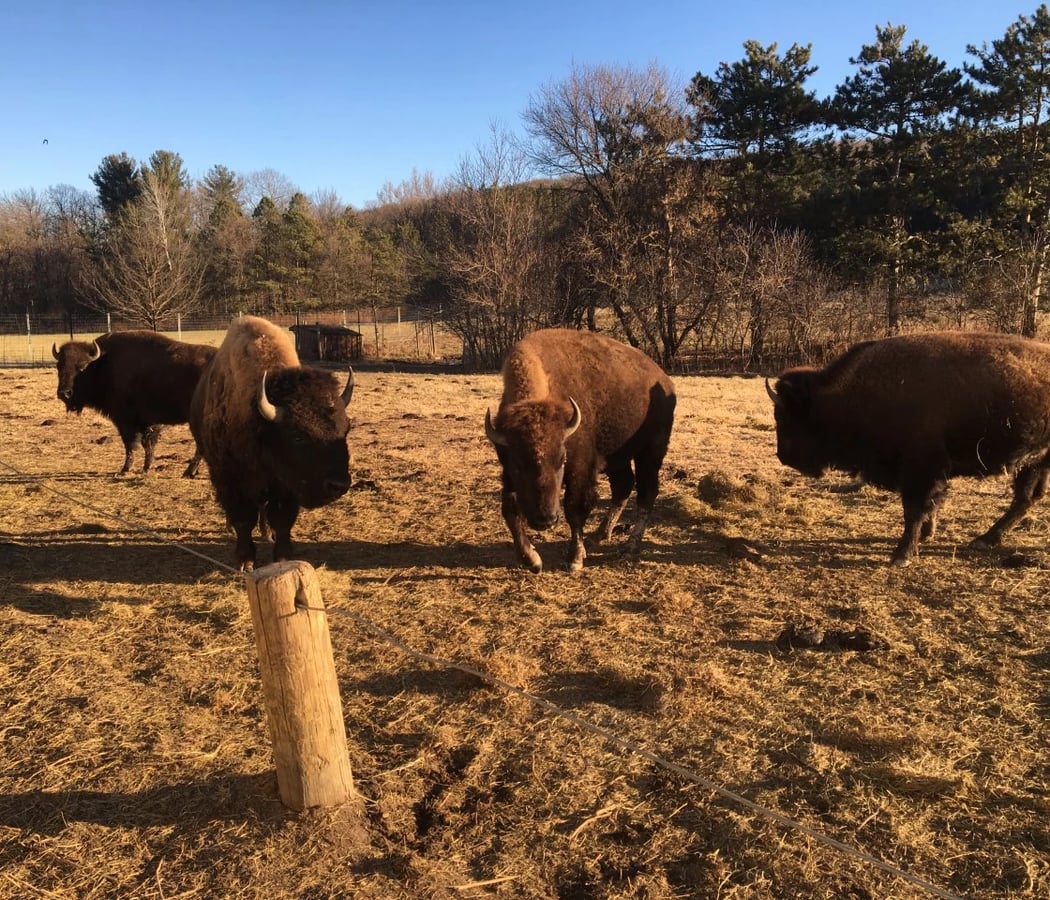 Feed the Bison 2