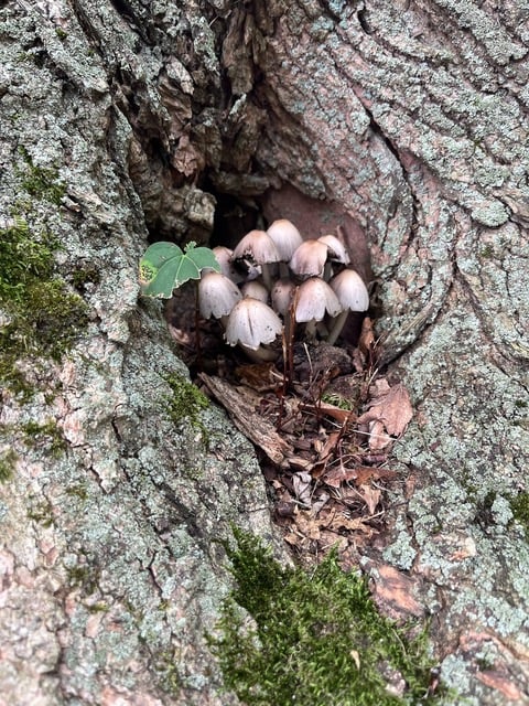 Fall Mushroom Walk 3