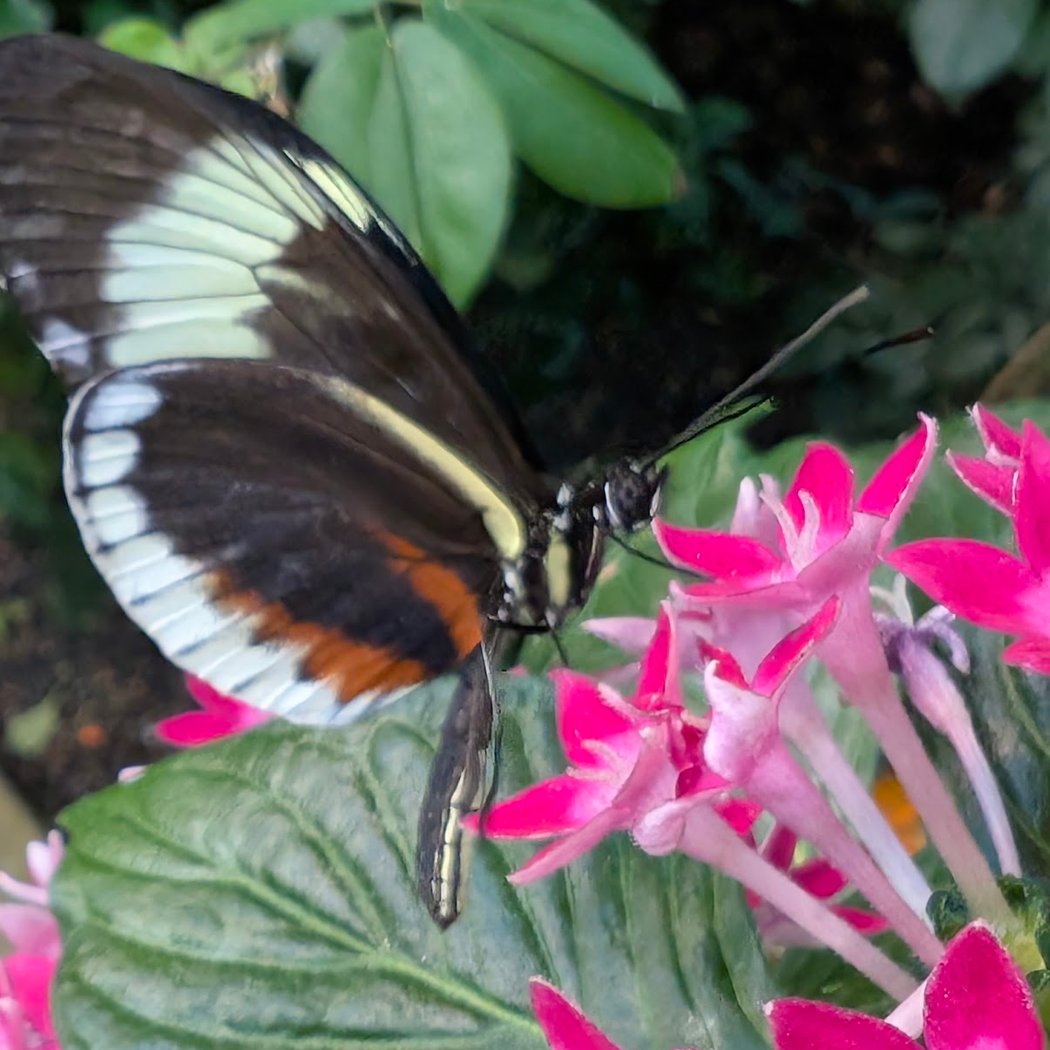 The Butterfly Atrium at Hershey Gardens 3