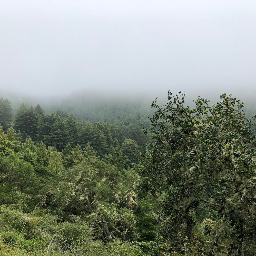 Purisima Creek Redwoods Preserve North Ridge Parking Area 2