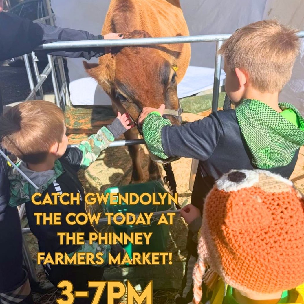 Catch Gwendolyn the Cow 1