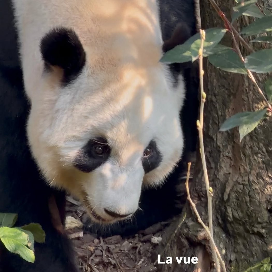 Sichuan Habitat for Pandas 1